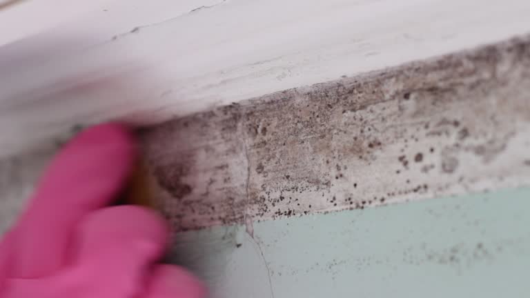 Best Commercial Mold Inspection  in Richlands, NC